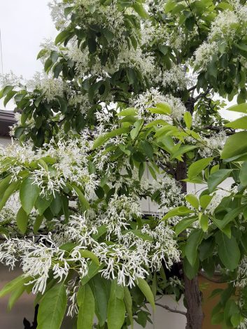 お花の名前