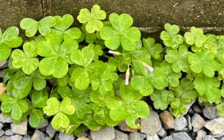 地域貢献活動～幸せのクローバー🍀～