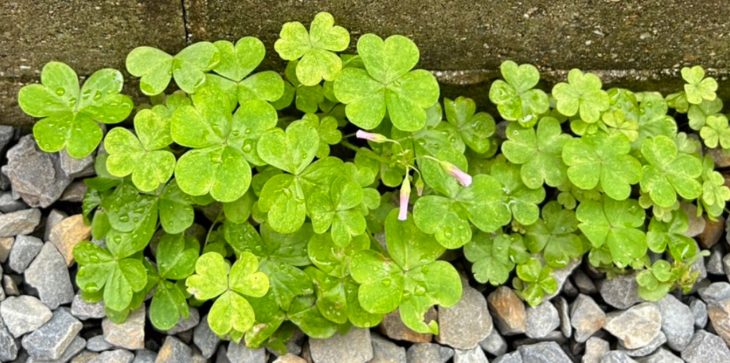 地域貢献活動～幸せのクローバー🍀～