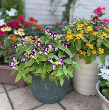 🌷カミングホーム瑞穂新館のお花たち🌷