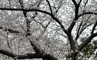 🌸花見🌸
