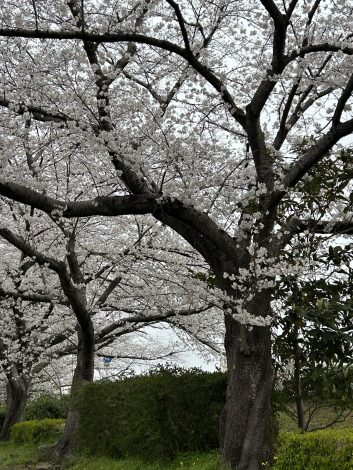 🌸花見🌸