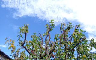 地域活動（11/1/10）