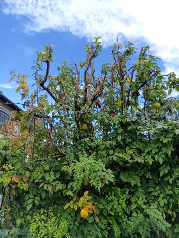 地域活動（11/1/10）