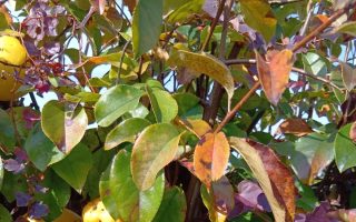 気分転換（11/27）